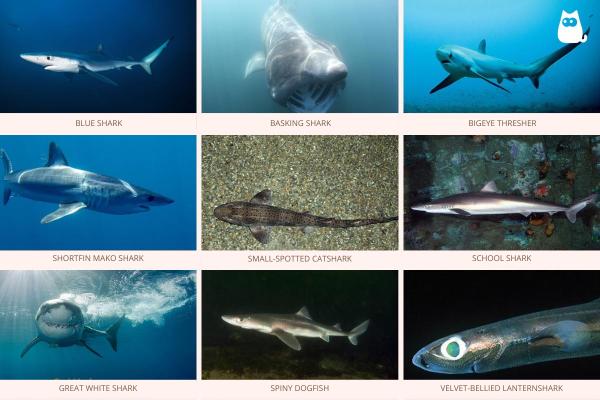 Tiburones en el Mar Mediterráneo - ¿Dónde hay tiburones en el Mediterráneo?