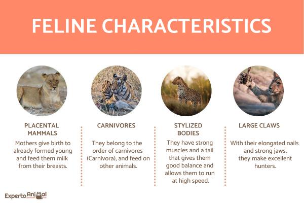 Tipos de Felinos - Características y Ejemplos - Características de los felinos