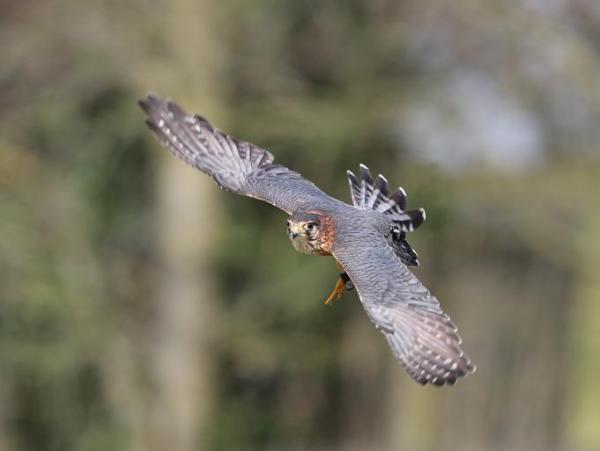 Tipos de Halcones - Especies, Nombres y Características - 1. Merlín