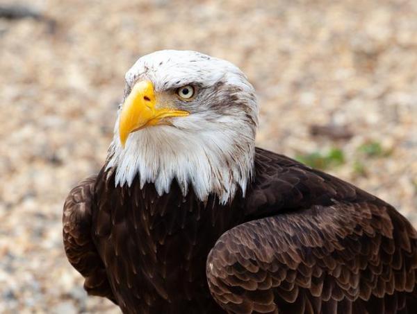 Tipos de águilas - Diferentes especies de águilas con fotos - Águila calva (Haliaeetus leucocephalus)