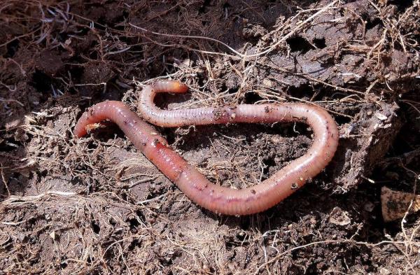 Tipos de animales carroñeros con ejemplos: ¿Qué son los animales carroñeros?