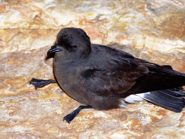 Tipos de aves acuáticas - Aves marinas
