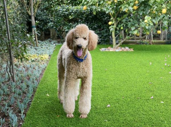 Tipos de caniche - Tamaños y mezclas - 1. Caniche grande o estándar