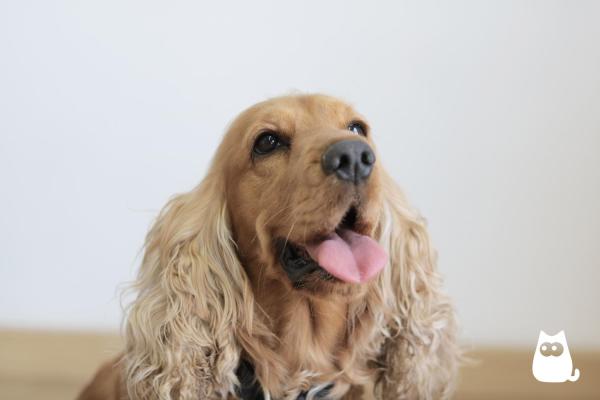 Tipos de cocker spaniels - cocker spaniel inglés