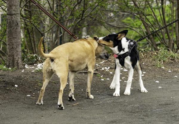 Tipos de comportamiento de saludo de los perros: ¿cómo se saludan los perros?