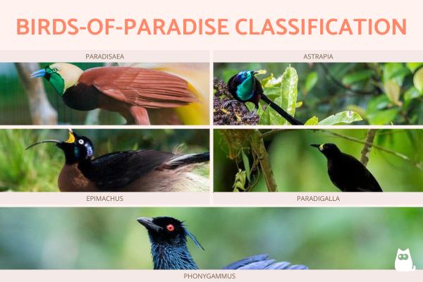 Tipos de especies de aves del paraíso - Clasificación de aves del paraíso