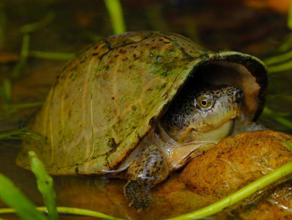 Tipos de especies de tortugas de río: tortuga almizclera de lomo afilado (Sternotherus carinatus)