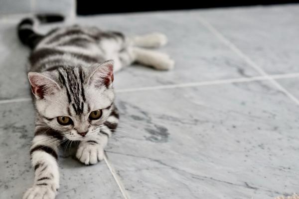 Tipos de gatos atigrados: ¿existe una raza de gato atigrado? - 1. Gato atigrado clásico
