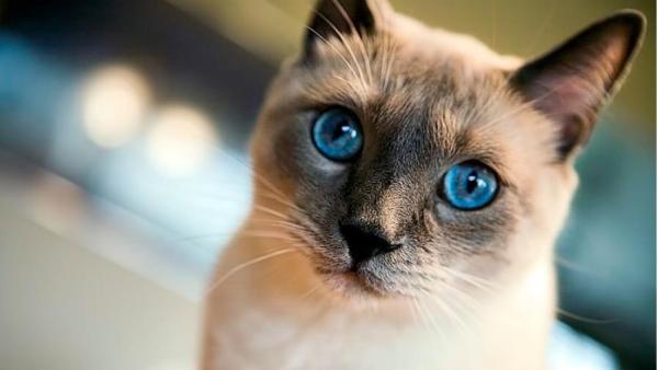 Tipos de gatos siameses - Los gatos siameses y su personalidad 