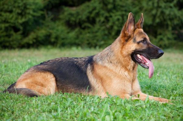 Tipos de pastor alemán: todas las variaciones de raza: 1. Perro pastor alemán con espalda ensillada