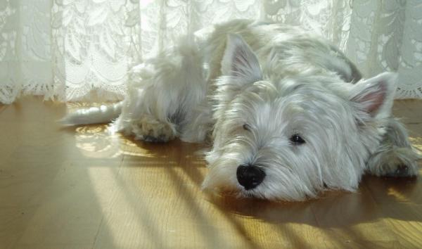 Tipos de pelo de perro y cómo cuidarlos - Wiry Coat
