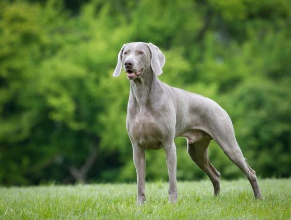 Tipos de perros grises: razas grandes, medianas y pequeñas - Weimaraner