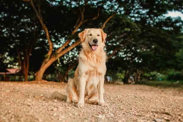 Tipos de perros retriever - 1. Golden Retriever