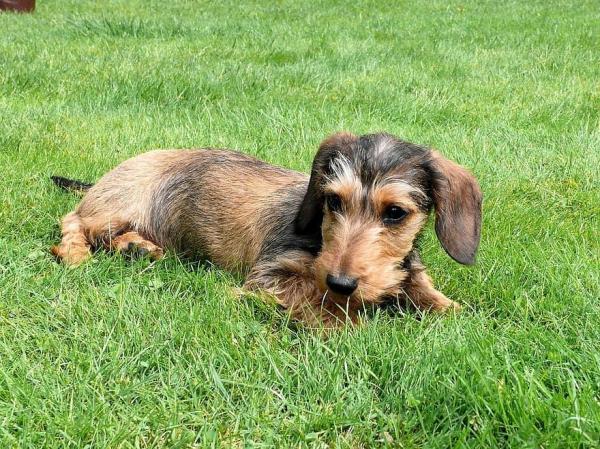 Tipos de perros salchicha y perros salchicha: perro salchicha conejo o kaninchen