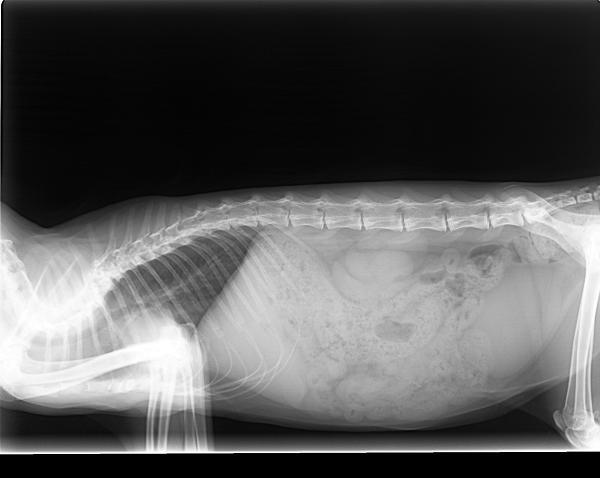 Tipos de problemas de columna en los gatos: osteoartritis