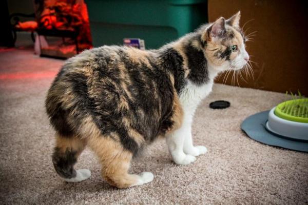 Tipos de razas de gatos sin cola - Manx