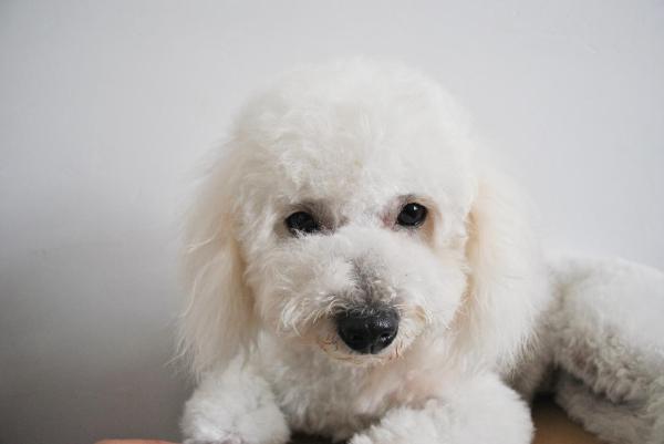 Tipos de razas de perros Bichón - 1. Bichón Frisé 