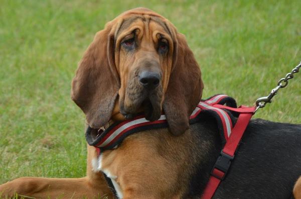 Tipos de razas de perros sabuesos - Bloodhound