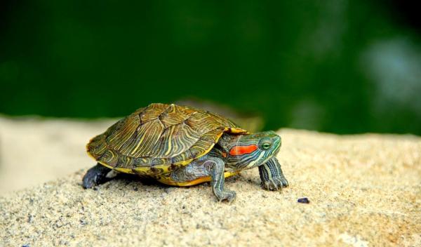 Tipos de tortugas de agua dulce: tortuga de orejas rojas