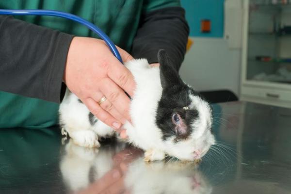 Tipos y dosis de desparasitante para conejos: ¿es necesario desparasitar a los conejos?