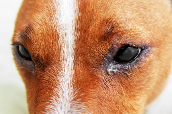Tobramicina para perros - Usos, dosis y efectos secundarios - Usos de tobramicina para perros