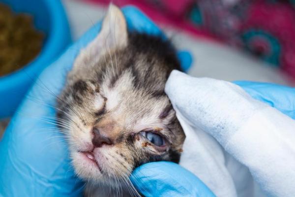 Tobrex para gatos - Usos, dosis y efectos secundarios de tobramicina - Usos de Tobrex para gatos