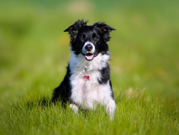 Todos los colores, patrones y combinaciones del Border Collie - Todos los tipos de colores del Border Collie (con fotos)