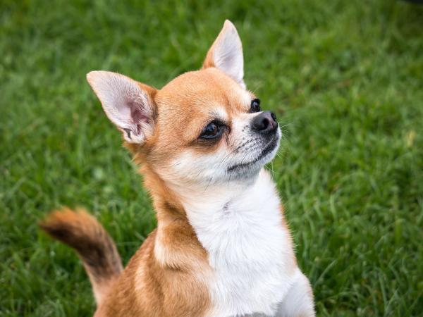 Todos los colores, patrones y combinaciones de Chihuahua: colores de Chihuahua aceptados por el AKC