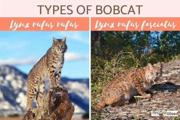 Todos los tipos de especies de linces con características - Características generales de los linces