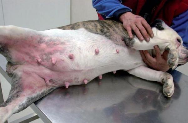 Tipos de dermatitis en perros - Causas y tratamiento - Dermatitis atópica