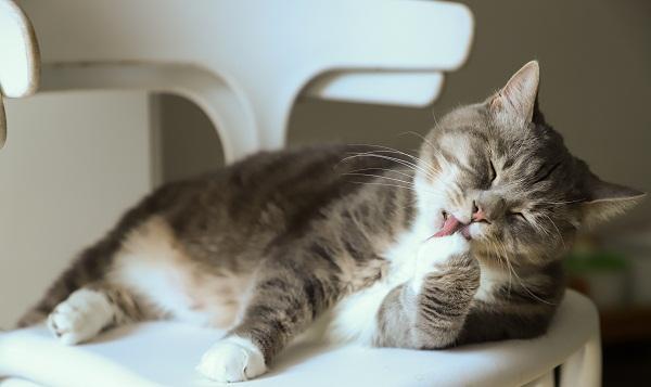 Uñas de gato no saludables - Causas de los problemas en las uñas de los gatos - Síntomas de garras de gato no saludables