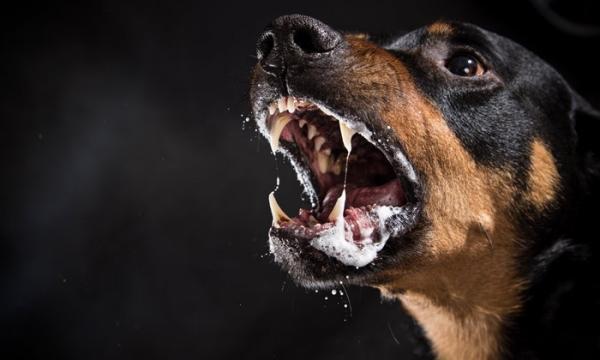 Vacuna antirrábica para perros - Calendario y efectos secundarios - ¿Para qué sirve la vacuna antirrábica en perros?