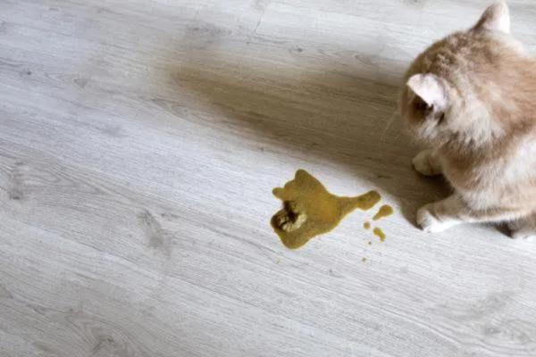Venenos comunes para gatos - Síntomas y tratamiento - Intoxicación por permetrina