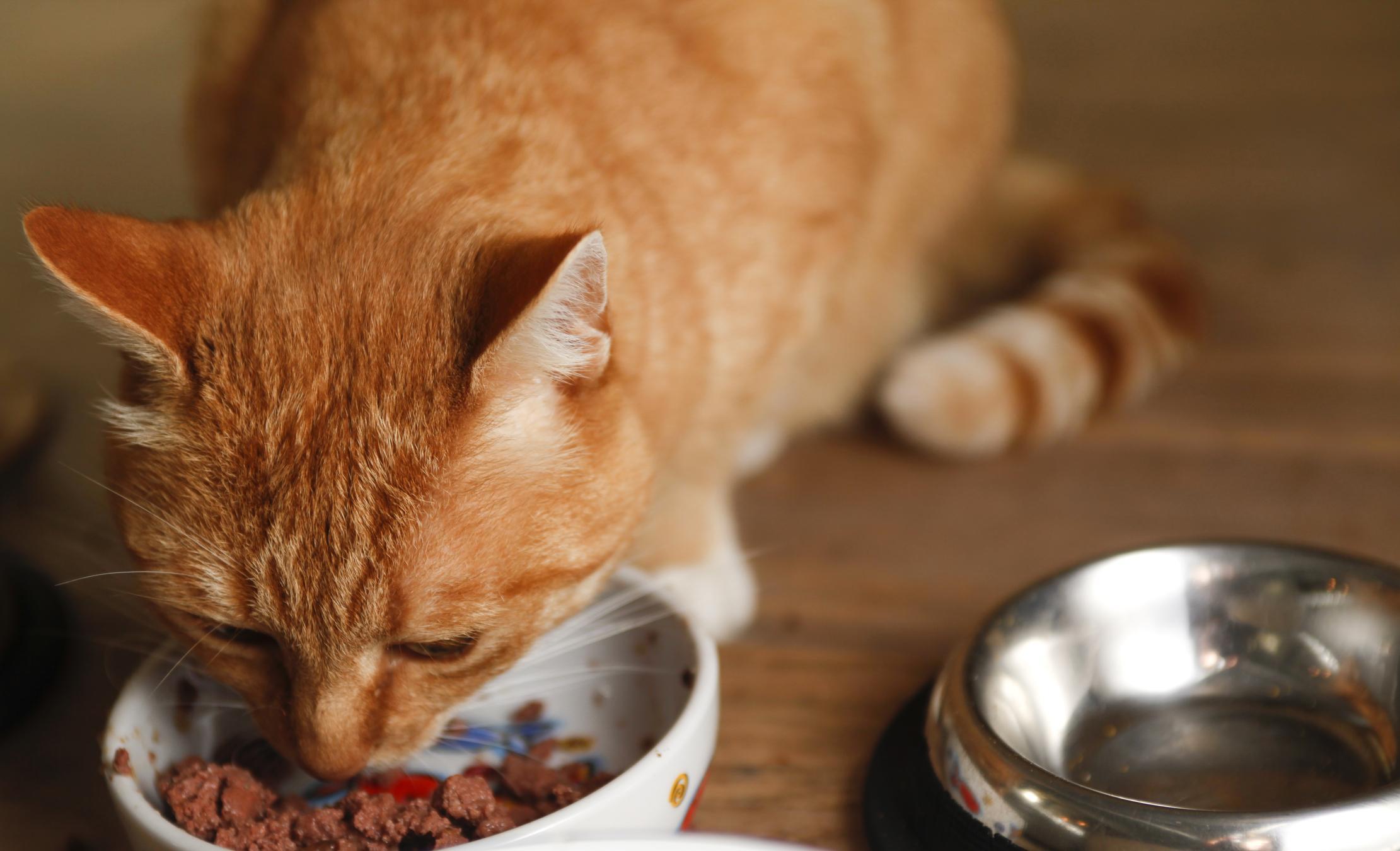 Vitamina B Para Gatos: Importancia, Dosis Y Efectos Secundarios