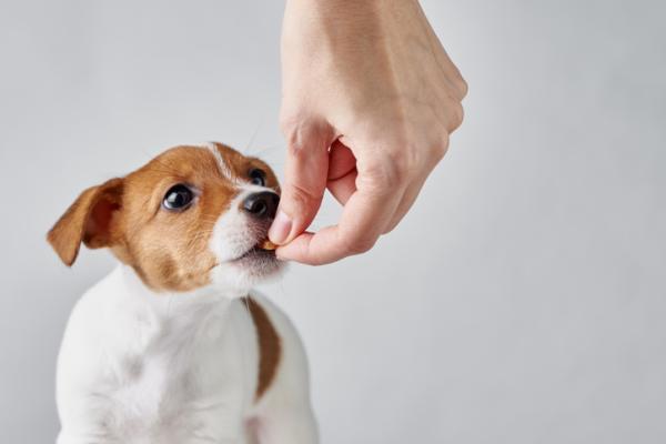 Vitamina D en perros - Uso, dosificación y toxicidad - Dosificación de vitamina D en perros