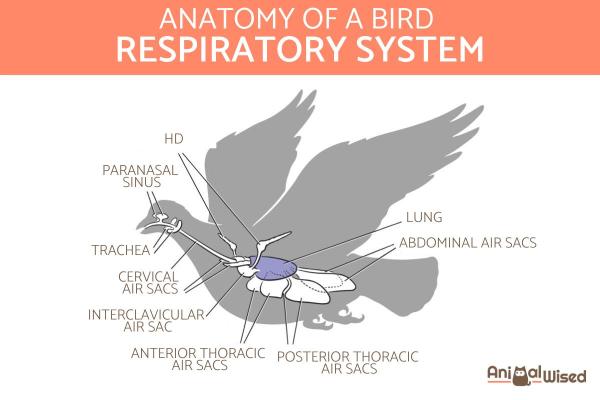 ¿Cuáles son las partes de un pájaro? - Sistema respiratorio de las aves.