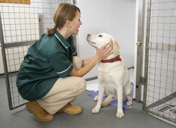 Ya no puedo cuidar a mi perro - Guardería para perros 