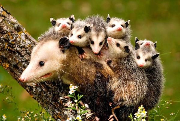 Zarigüeyas como mascotas: pautas y consejos generales: ¿se pueden domesticar una zarigüeya?