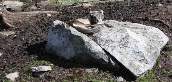 Zorros plateados como mascotas: pautas y consejos generales - Los zorros son animales al aire libre