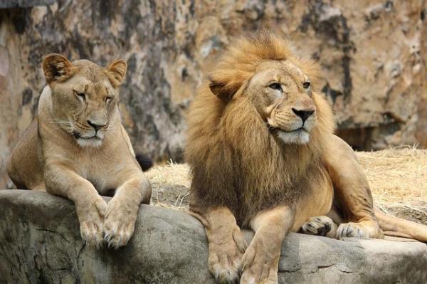 ¿Cómo cazan los leones?  - Características físicas de los leones.