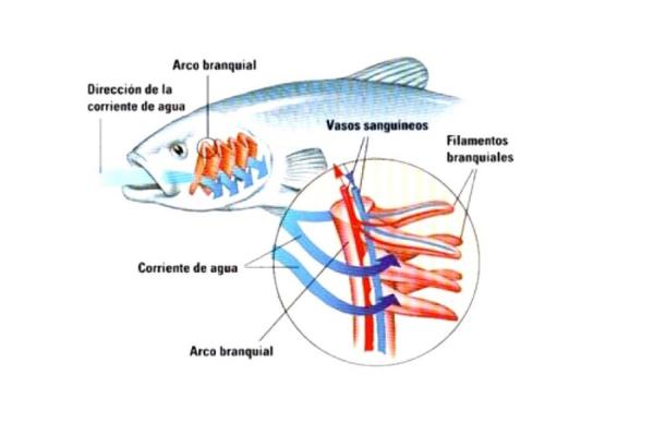 ¿Cómo respiran los peces?  - Respiración submarina - Los peces respiran por branquias.