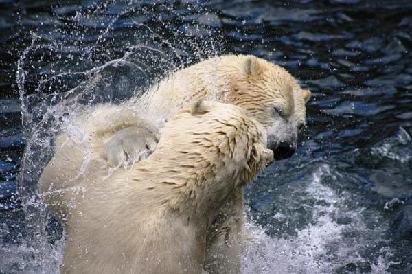 ¿Cómo se reproducen los osos polares?  - Reproducción del oso polar 