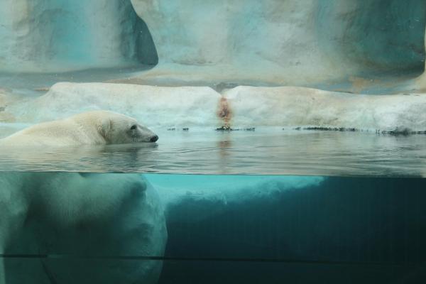 ¿Cómo sobreviven los osos polares al frío?  - ¿Qué son los osos polares?  Algunos hechos básicos