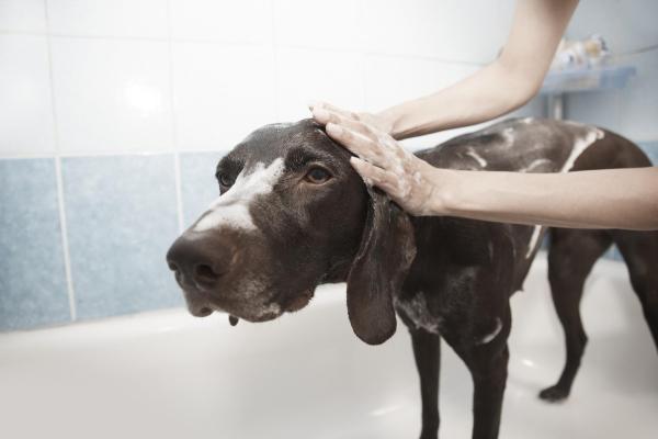 ¿Con qué frecuencia necesitan bañarse los perros?  - Mitos sobre el baño de perros