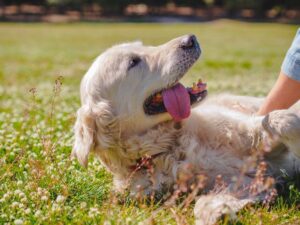 ¿cuáles Son Las Ventajas De Un Golden Retriever? Pros