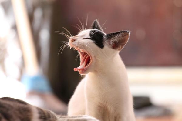 ¿Cuándo pierden los dientes de leche los gatitos?  - Dientes de leche en gatos