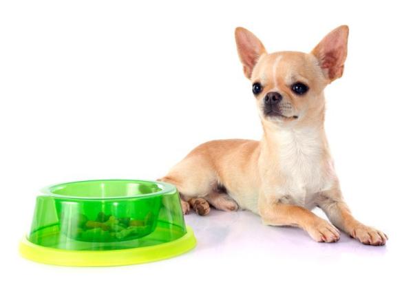 ¿Cuánta comida debe comer un chihuahua? ¿Qué determinará la cantidad de comida?