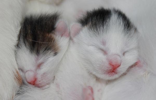 ¿Cuántas horas al día duermen los gatos?  - ¿Cuántas horas al día duermen los gatitos? 