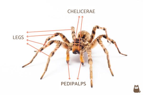 ¿Cuántas patas tiene una araña?  - Características de las patas de las arañas.