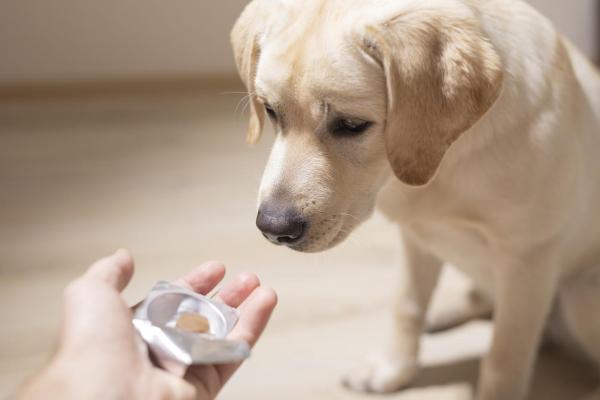 ¿Cuánto tiempo tarda un cachorro en expulsar las lombrices? - ¿Cómo deshacerse de las lombrices en los cachorros?